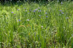 Giant blue iris